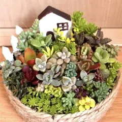 そのまま飾れます　多肉　サボテン　寄せ植え　育て方メモつき❤️ かわいいおうち