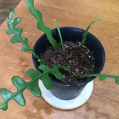 ジグザグサボテン　　フィッシュボーンカクタスのサムネイル