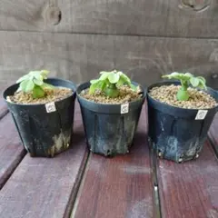 2026年最新】アデニアの人気アイテム - メルカリ