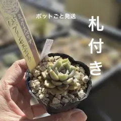 2026年最新】プリンセスティアラ 多肉の人気アイテム - メルカリ