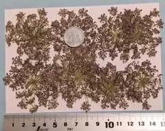 Item thumbnail for item 4d9e3974-0824-4305-8e42-39dce138e2ad