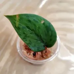 2026年最新】scindapsus スキンダプサスの人気アイテム - メルカリ