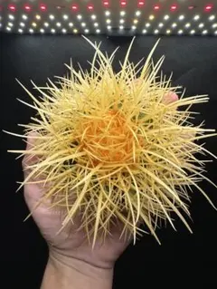 2025年最新】パキプス ベアルートの人気アイテム - メルカリ