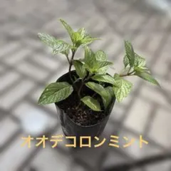 オオデコロンミント　抜き苗　無農薬　虫除けのサムネイル