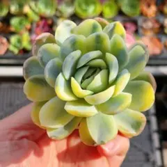 2026年最新】多肉植物 錦の人気アイテム - メルカリ