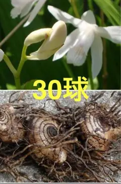 ぷりん(*☻-☻*)様 リクエスト 2点 まとめ商品