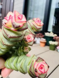 ドドシュカ様 リクエスト 2点 まとめ商品