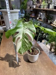 希少品種！斑入りモンステラ1鉢 ボルシギアナホワイトタイガー ハーフ