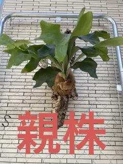 2025年最新】ビカクシダ ヒリーの人気アイテム - メルカリ