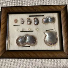 2026年最新】標本 真珠貝の人気アイテム - メルカリ