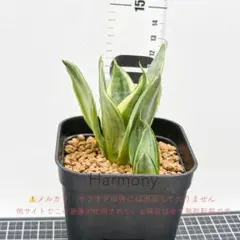 2025年最新】サンスベニアの人気アイテム - メルカリ