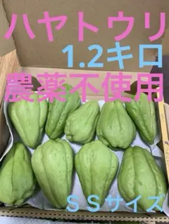 ⭐ 無農薬 はやとうり ハヤトウリ 2.5K 13個 福島県産 157 - メルカリ