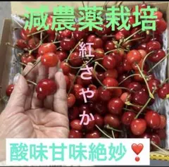 減農薬栽培山形県東根市産　酸味甘味絶妙！1本しかない　紅さやか1キロ小玉訳あり