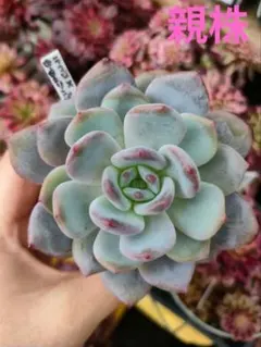 2025年最新】中里リンゼアナの人気アイテム - メルカリ