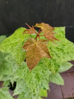 2026年最新】イタヤカエデ 苗の人気アイテム - メルカリ