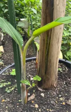 Kluai Chang バナナ苗 熱帯植物 果樹 バナナ - メルカリ