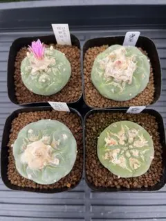 2026年最新】疣銀冠の人気アイテム - メルカリ