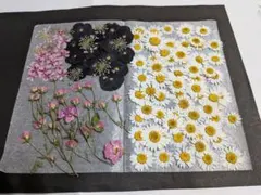 色んなお花の押し花詰め合わせ