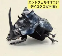2026年最新】エンシフェルオオニジダイコクコガネの人気アイテム