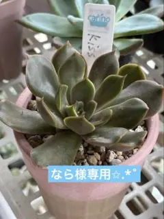 なら様 リクエスト 3点 まとめ商品30％OFFセール