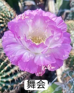 花サボテン【ロビビア】L99_2043 - メルカリ