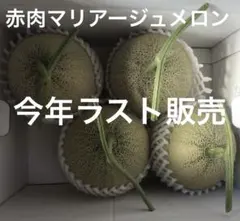 当日収穫！メロン農家直送！庄内砂丘メロンA級品のサムネイル