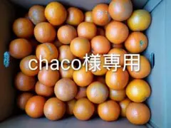 農家直送！屋久島 美品無農薬たんかん 10kg箱 極小玉ジュース用】屋久島産〝完全農薬不使用たんかん〟小玉のみ10kg