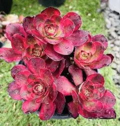 多肉植物。シャネル 法師錦カット苗1頭 - メルカリ
