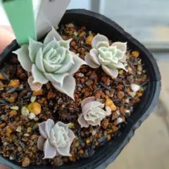 タニラー様 リクエスト 2点 まとめ商品