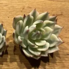 nnaaoo 様専用　韓国苗 チワワエンシス錦