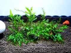 あずさ様 リクエスト 2点 まとめ商品