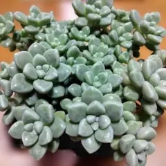 多肉植物　だるま姫秀麗のサムネイル