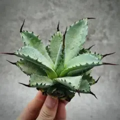 N*】様 アガベ・【特選】八荒雷神・コレクション株　極上強棘