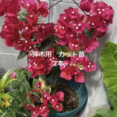 ブーゲンビリア　オレンジ斑入り　希少　No13　らくらくメルカリ便発送‼️ 2025年最新】ブーゲンビリアの人気アイテム - メルカリ