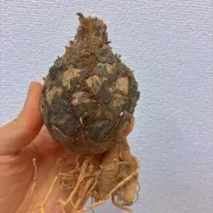 ˚*˚様 【訳あり激安】黄金ソテツ　蘇鉄　ソテツ　塊根　コーデックス　カクタス 20210805_3235753.jpg