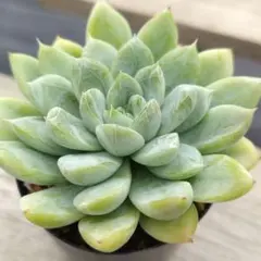 ミッチ(*☻-☻*)様 リクエスト 4点 まとめ商品