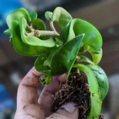 2026年最新】ホヤ植物の人気アイテム - メルカリ