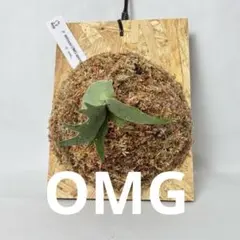 P.willinckii OMG ✖️ Calm sporeling - メルカリ