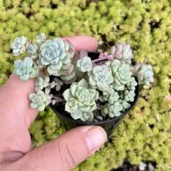 りこもこ様 リクエスト 3点 まとめ商品