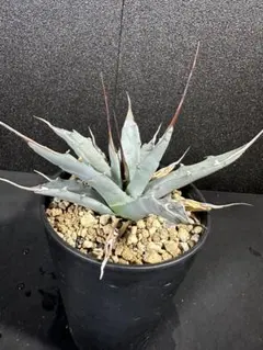 2025年最新】エボリスピナ ハイブリッドの人気アイテム - メルカリ