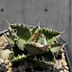 Agave oteroi Coyote シチリアーナ | Mercari
