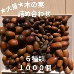 木の実　詰め合わせ　1000個　マテバシイ　アラカシ　椿　スダジイ　くぬぎコナラ