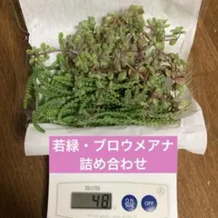 多肉植物 若緑・ブロウメアナ 詰め合わせ 梱包込50ｇ以内 カット苗 クラッスラ