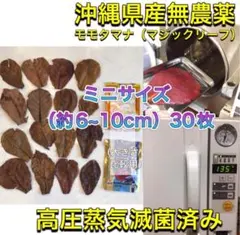 2026年最新】モモタマナの人気アイテム - メルカリ