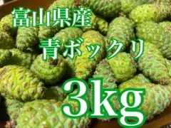 【期間限定特価！】富山県産　大きめサイズ！黒松赤松青ぼっくり５キロ！！！ 今だけ！【期間限定特価！】富山県産 大きめサイズ！無農薬青ぼっくり