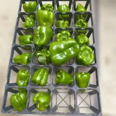 業務用/香菜/パクチー/埼玉県産/約5.0kg入/冷蔵発送 - メルカリ