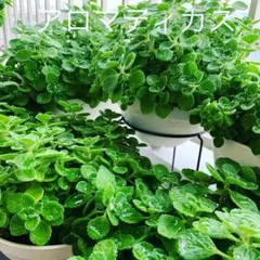 ♡アロマティカス♡ カット苗　約50gで発送