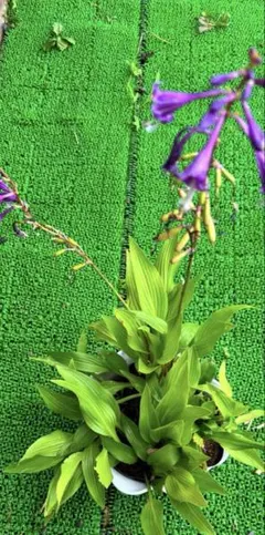 10苗 ギボウシ 根付き苗 紫の花 - メルカリ