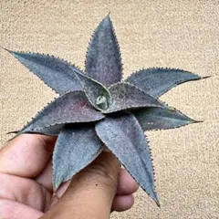 Lj_plants】Z561アガベ Mangave 'Silver Fox' - メルカリ