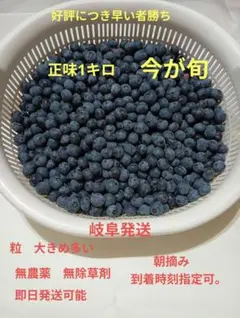 生ブルーベリー　粒大きめ多い　自家製　約1kg　農薬不使用　摘みたて　即日発送可のサムネイル